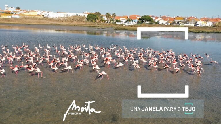 Câmara Municipal da Moita: Inovações e Desafios na Gestão Local